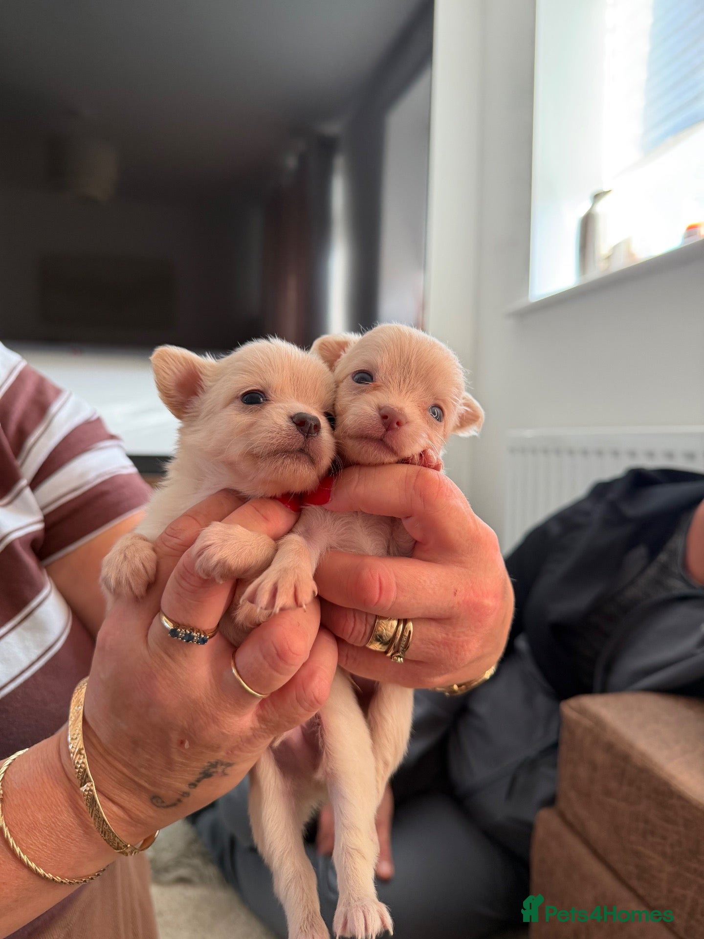 Chihuahua dogs CHIHUAHUA PUPPIES  - Advert 13
