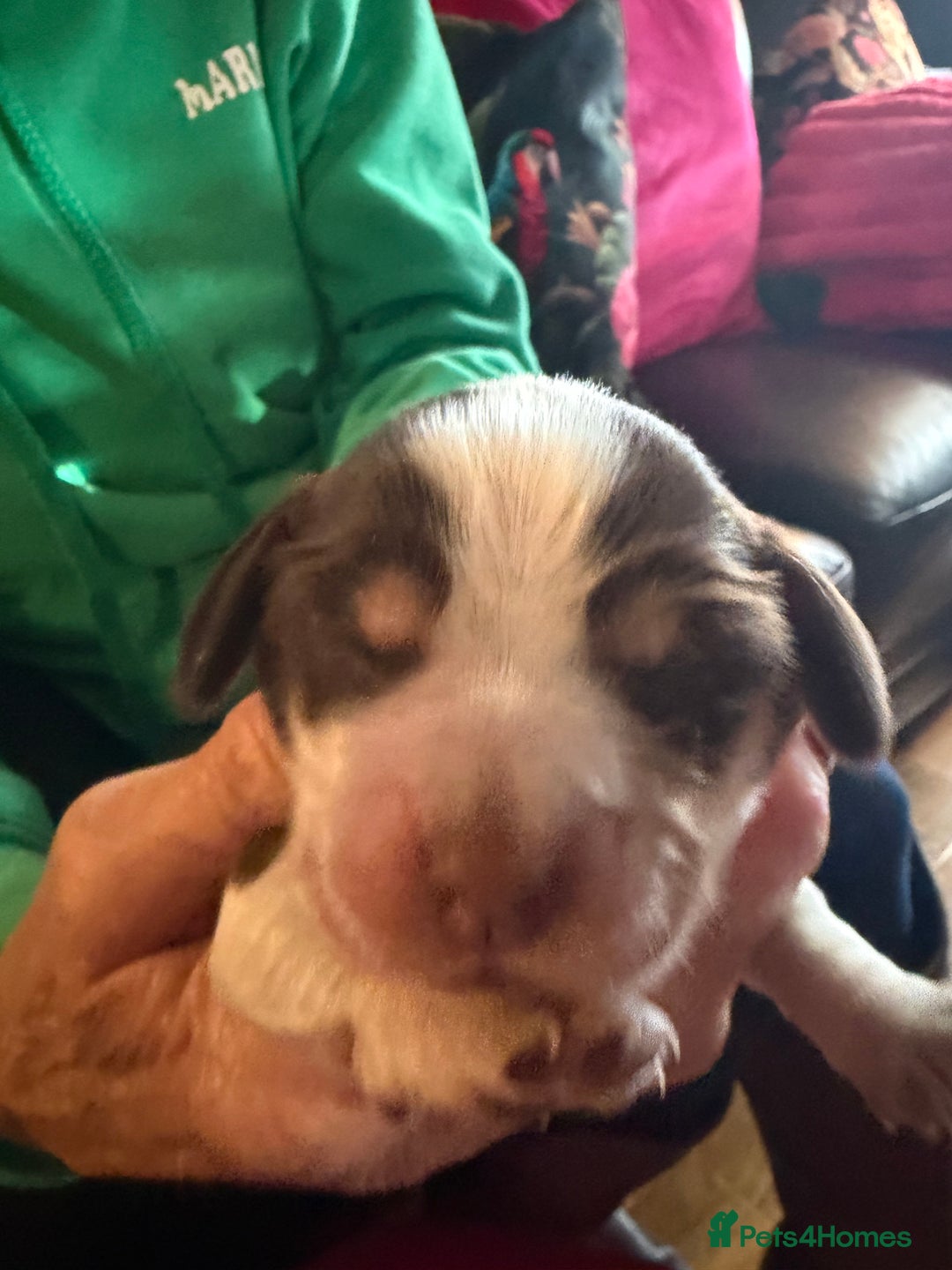 Cocker Spaniel dogs for sale: Show cocker spaniel pups - Advert 18