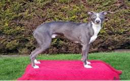 Whippet dogs for stud: Classy Smart Blue Boy 19.5tts.Sportingbred. - Image 32