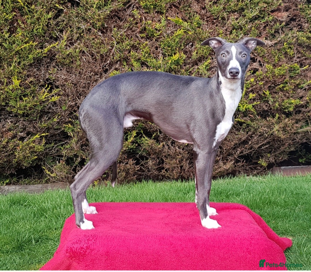 Whippet dogs for stud: Classy Smart Blue Boy 19.5tts.Sportingbred. - Image 32