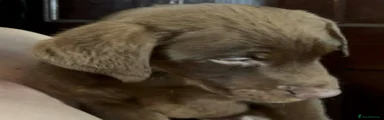 Labrador Retriever 3