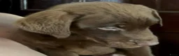 Labrador Retriever dogs for sale: Beautiful Labrador Puppies ready now - Advert 21