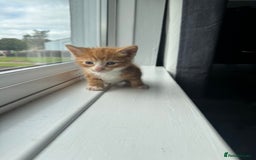 Mixed Breed cats for sale: Mixed kittens for sale - Image 24