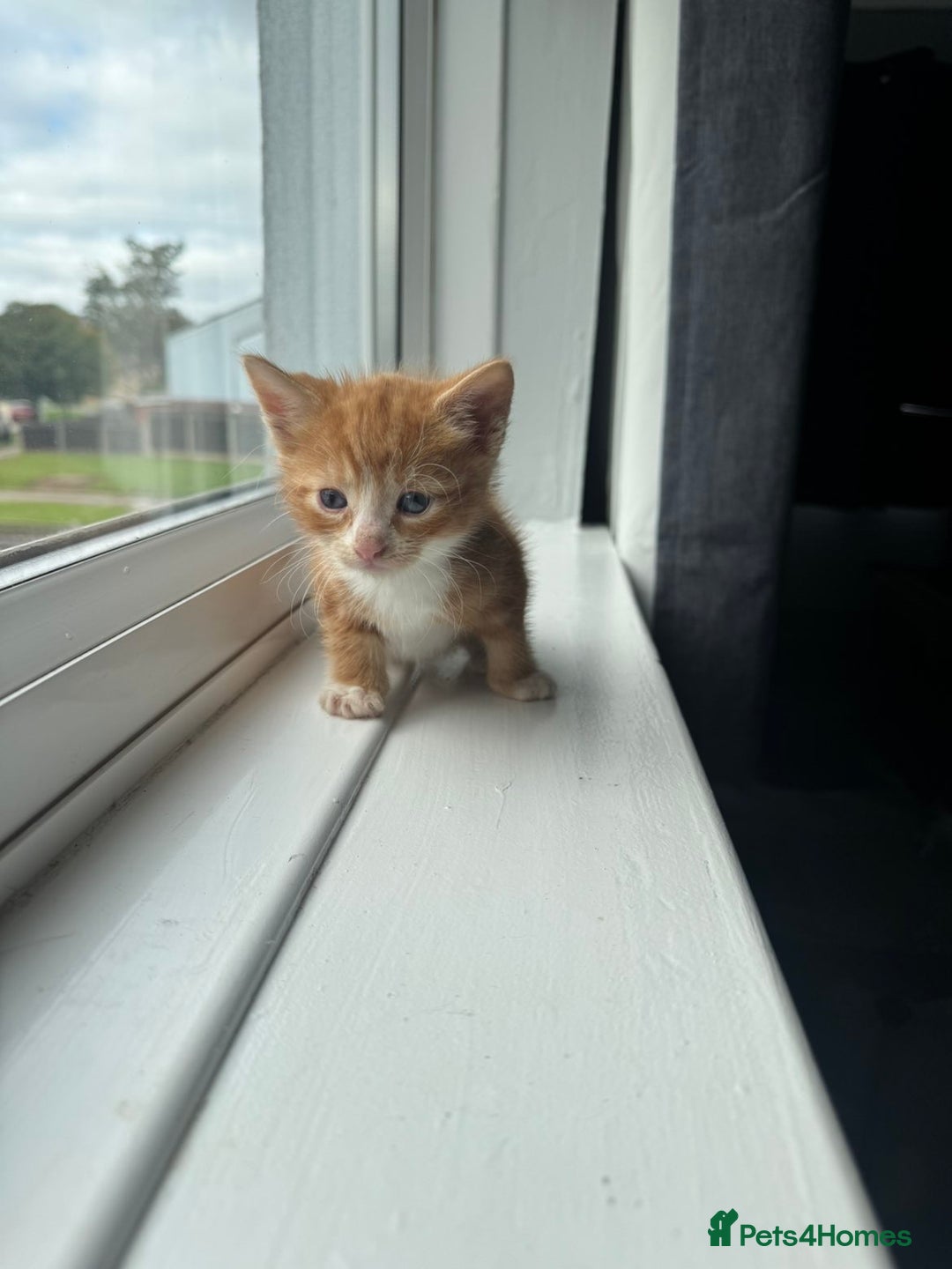 Mixed Breed cats for sale: Mixed kittens for sale - Image 24