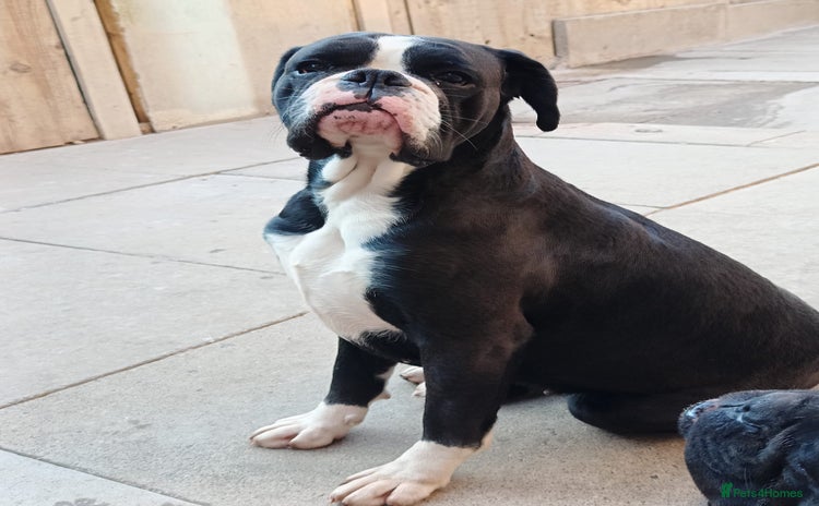 Boxer dogs - Advert 2