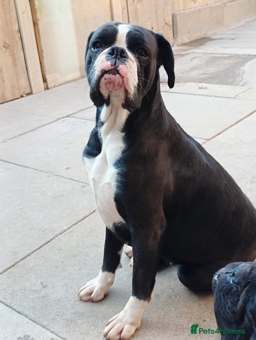 Boxer dogs for sale: 🐾 Boxer Dog for Sale KC registered  - Image 4