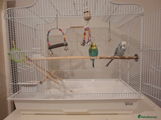 Budgerigars birds for sale - Advert 1