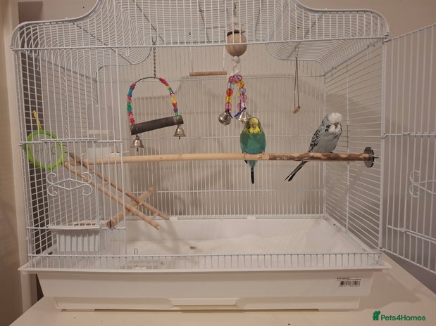 Budgerigars birds - Advert 1