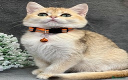 British Shorthair cats for sale: Stunning British shorthair NY 12 kittens - Image 12