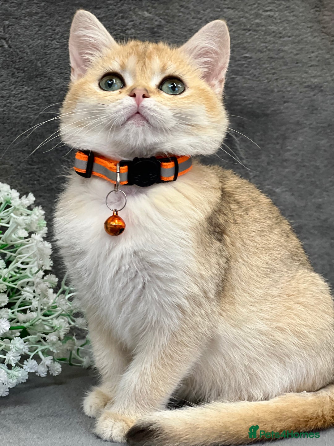 British Shorthair cats for sale: Stunning British shorthair NY 12 kittens - Image 12