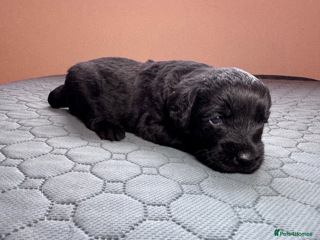 Labradoodle dogs for sale: Chocolate & chocolate Merle Miniature Labradoodles - Advert 10