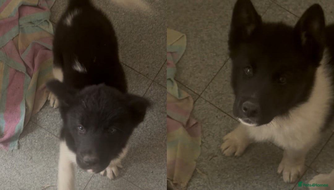 Akita dogs for sale: 2 BROTHER AKITAS NOW - Image 1
