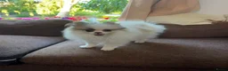 Pomeranian dogs for sale: Pomeranian Boy left Price Reduce! - Advert 7