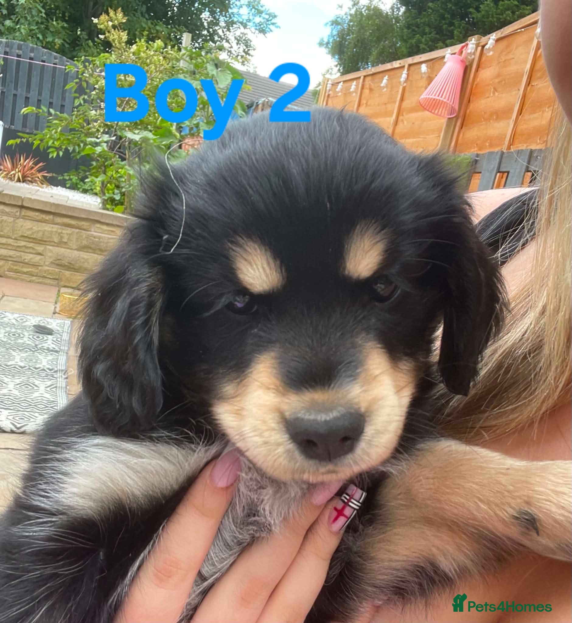 Mixed Breed dogs Cockerpom puppys 🐶 - Advert 1