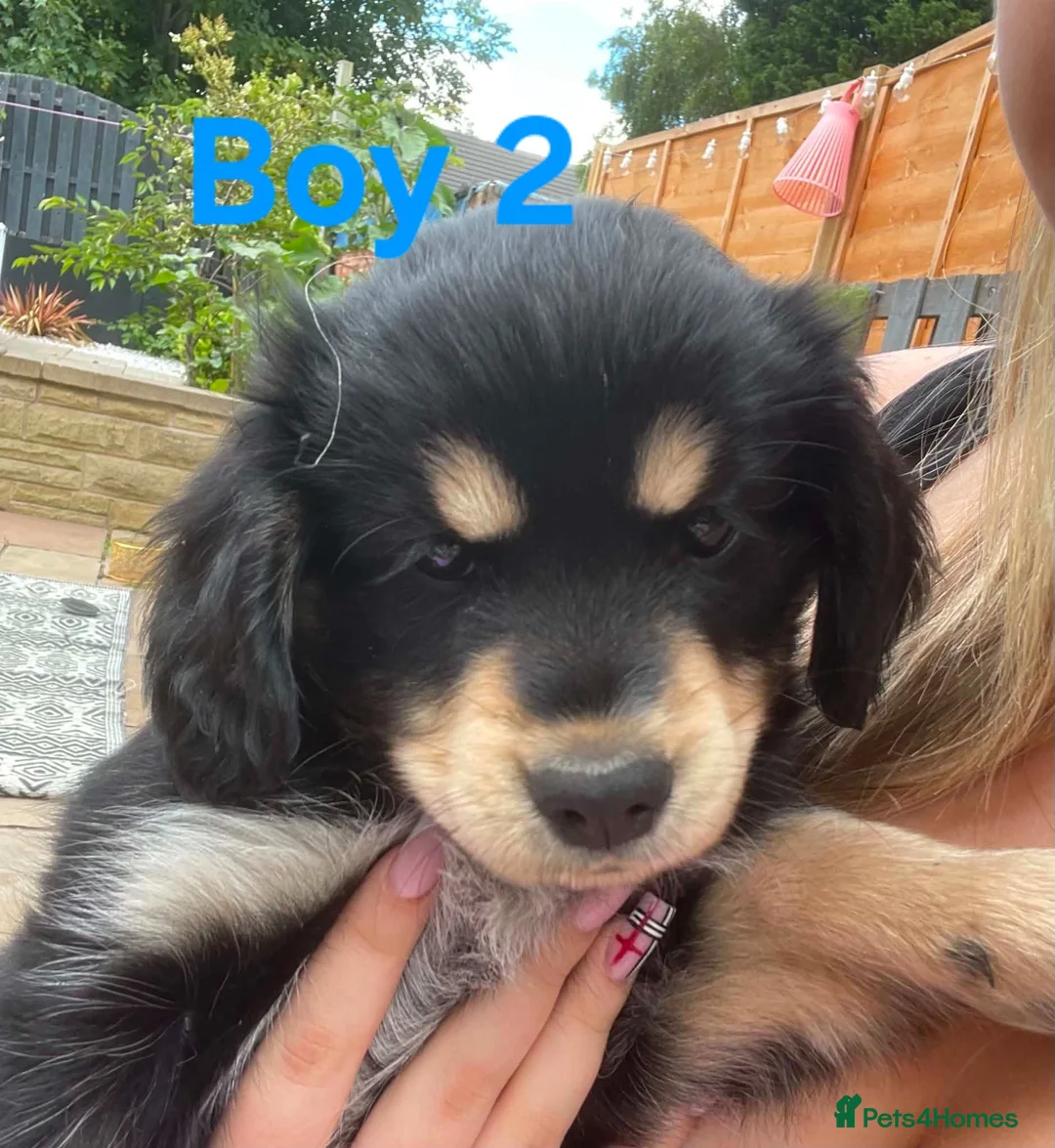 Mixed Breed dogs for sale: Cockerpom puppys 🐶 - Advert 1