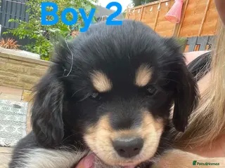 Mixed Breed dogs Cockerpom puppys 🐶 - Advert 1