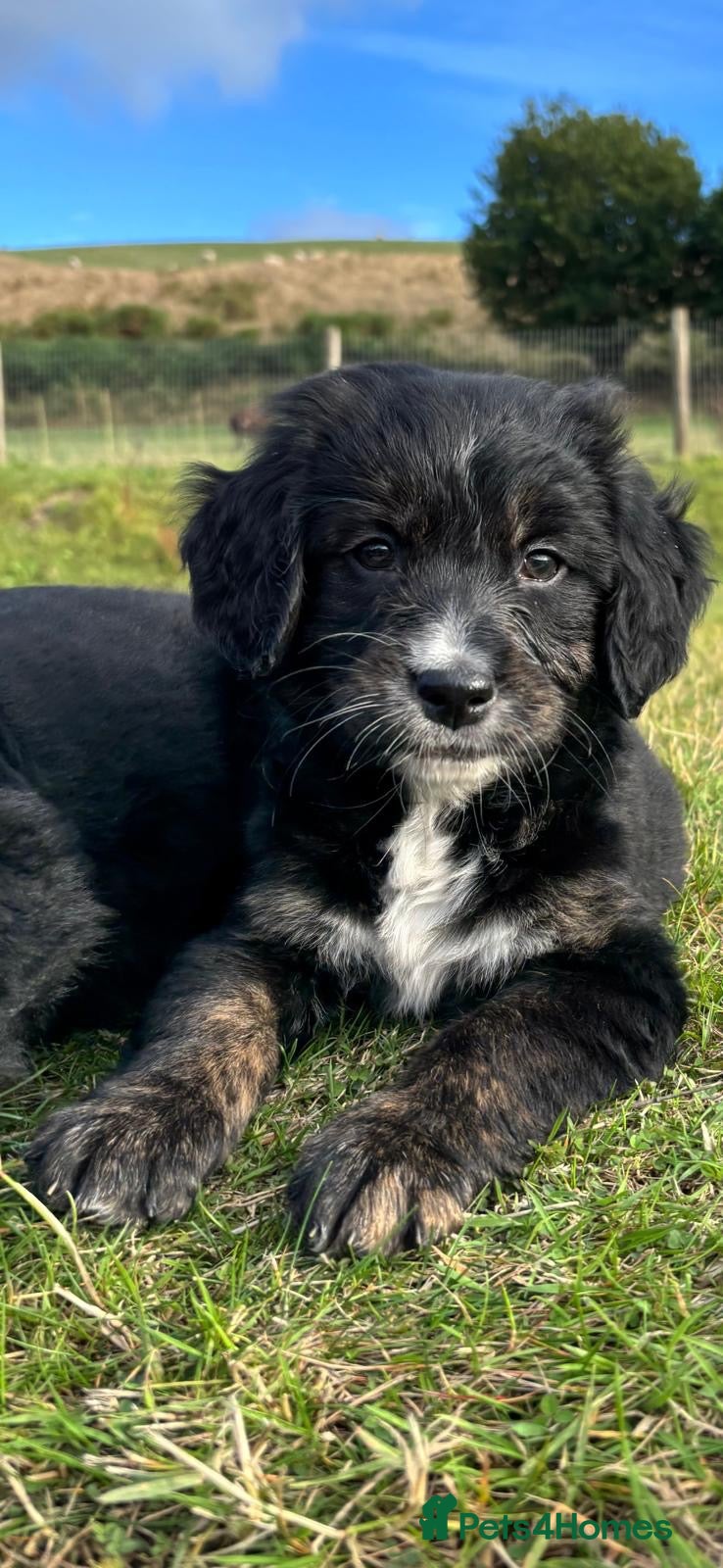 Bernese Mountain Dog dogs Beautiful Bernese Mountain Dog x Golden Retrievers - Advert 1