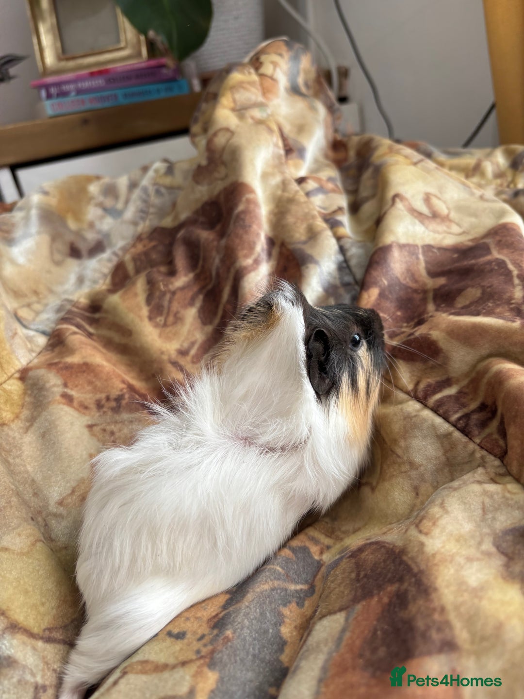 Guinea Pig rodents for sale: LONG HAIRED GUINEA PIGS 2 Boys 1 Girl - Image 9