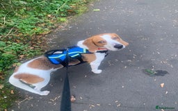 Beagle dogs for adoption: Blaze needs his forever home - Image 3