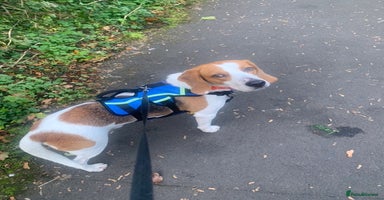 Beagle dogs - Advert 10