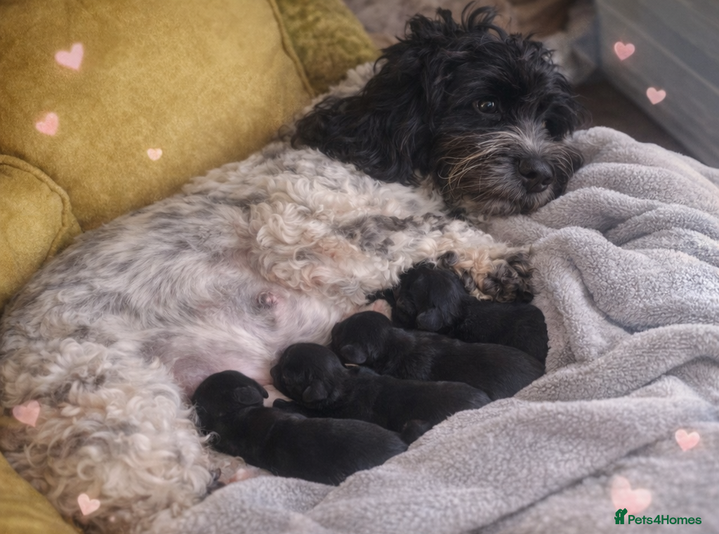 Cockapoo dogs Absolutely Stunning Cockerpoos - Advert 2