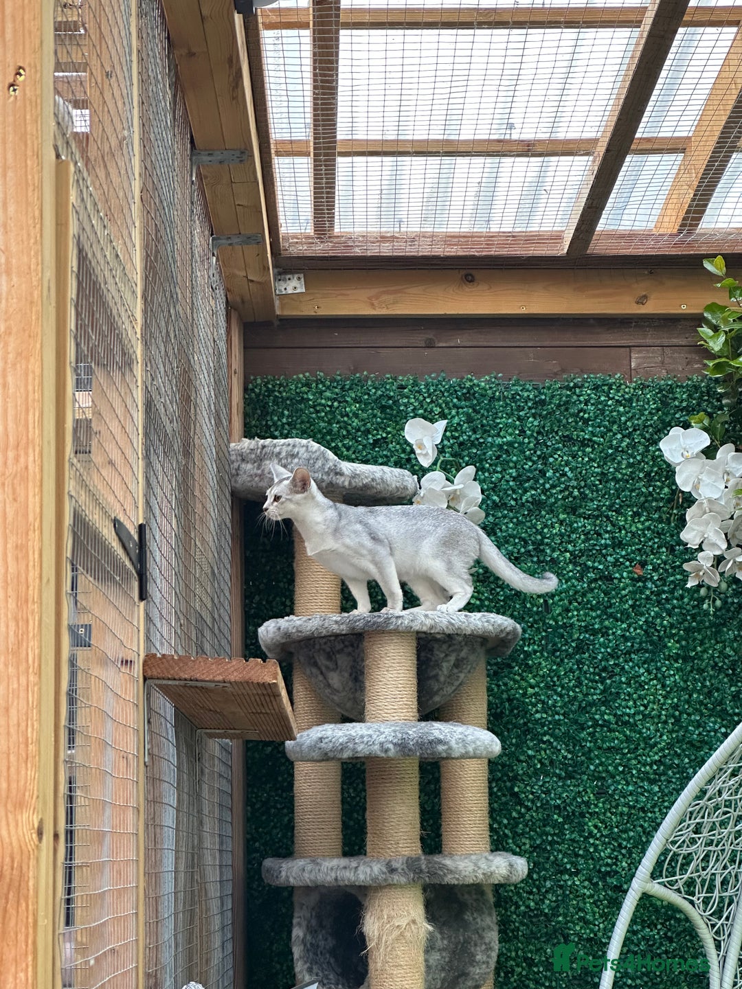 Abyssinian cats for sale: Pedigree Silver Abyssinian kittens left 1 female - Image 17