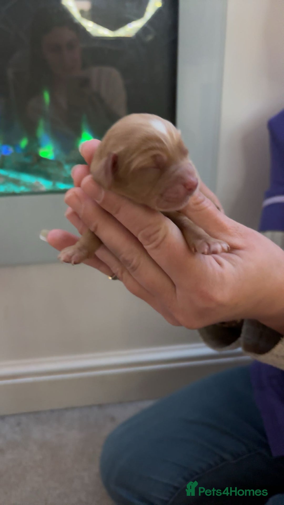 Mixed Breed dogs for sale: Cavapoo puppies  - Advert 15