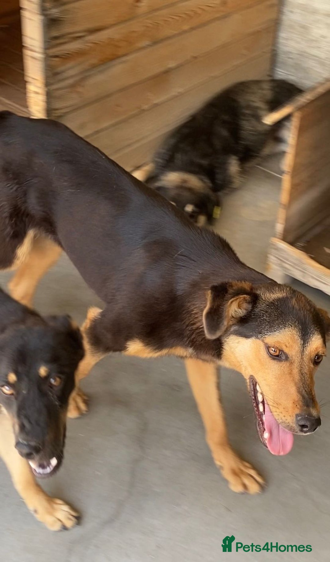 Mixed Breed dogs for adoption: Murphy, 1-2 yrs old. Available for adoption. - Advert 8