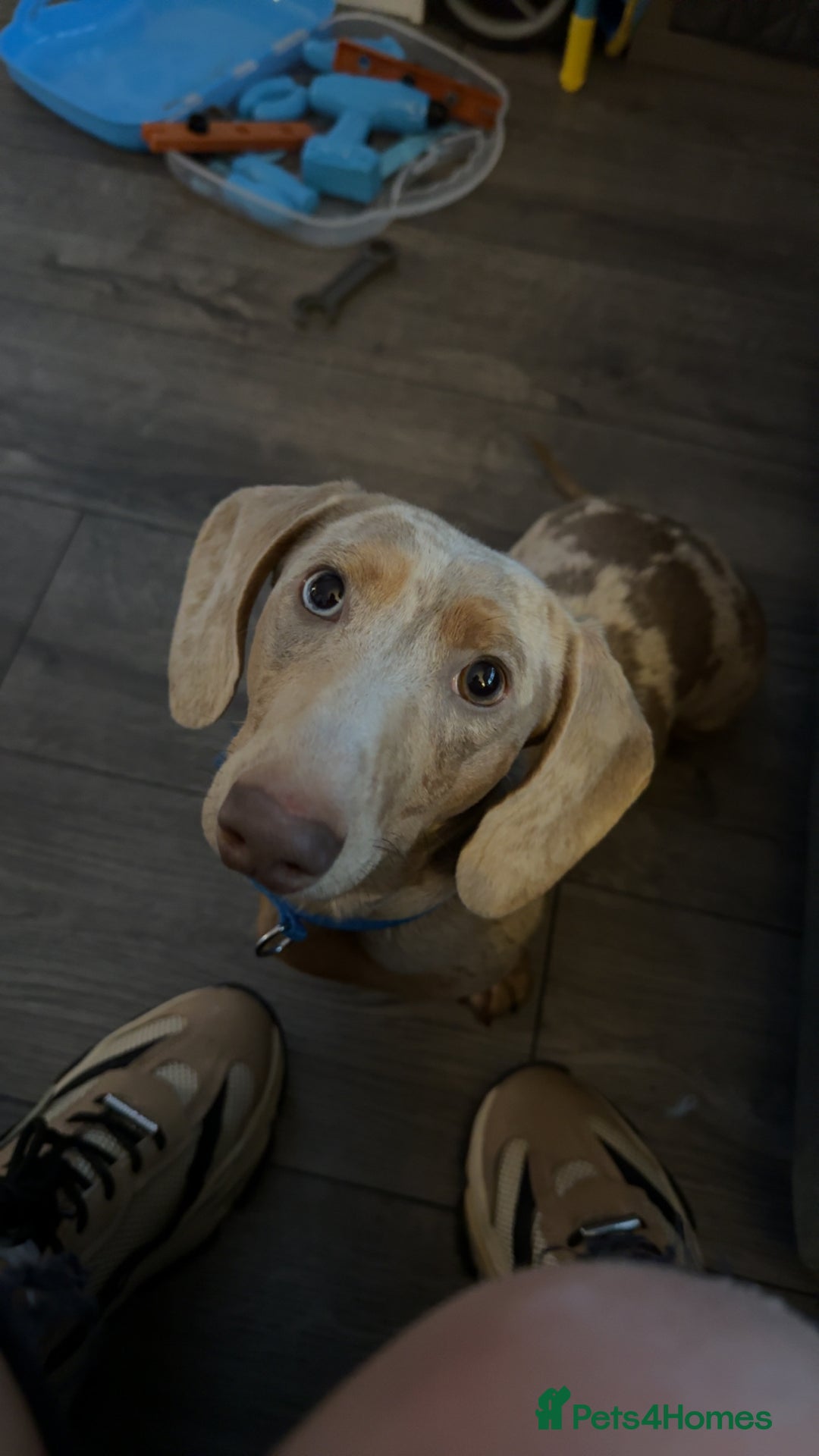 Miniature Dachshund dogs for sale: Miniature dapple male  - Advert 4