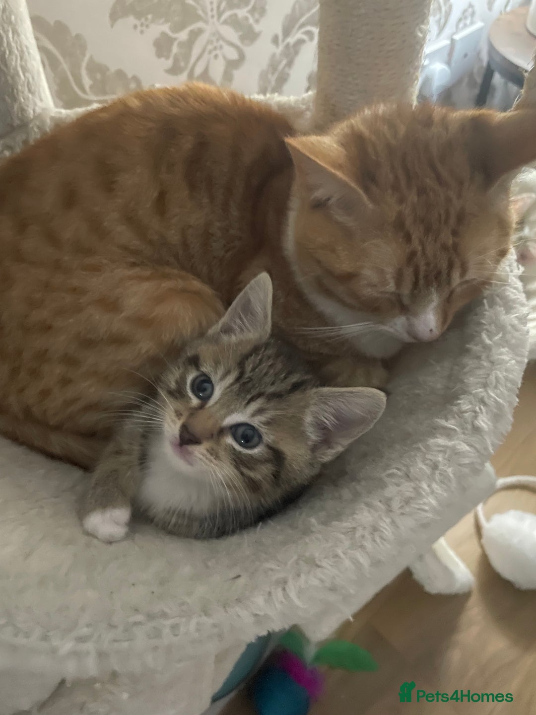 British Shorthair cats for sale: 2 beautiful female kittens for sale - Image 2