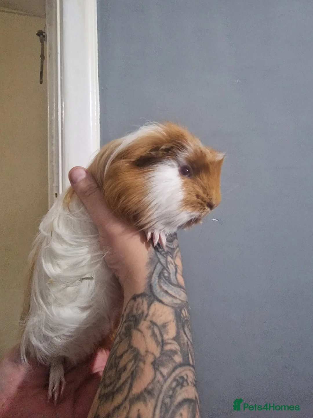 Guinea Pig rodents for sale: 12 week old shelties - Advert 2