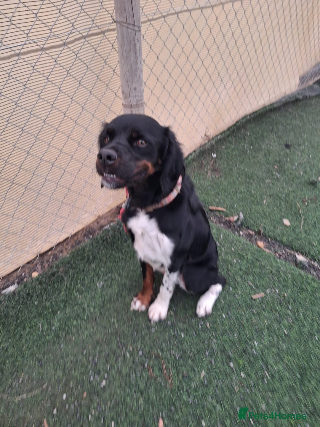 Mixed Breed dogs for adoption: Be BROODY's Best Friend.... - Advert 6