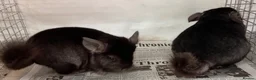 Chinchilla rodents for sale: Ben & Jerry, fabulous Ebony brothers, super tame - Advert 6