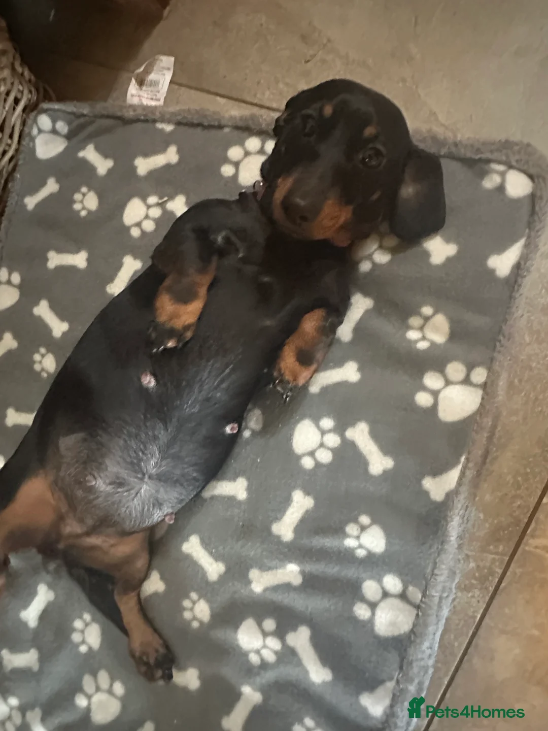 Deerhound dogs for sale: Puppies in Wellingborough - Advert 1