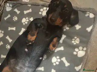 Deerhound dogs Puppies - Advert 3