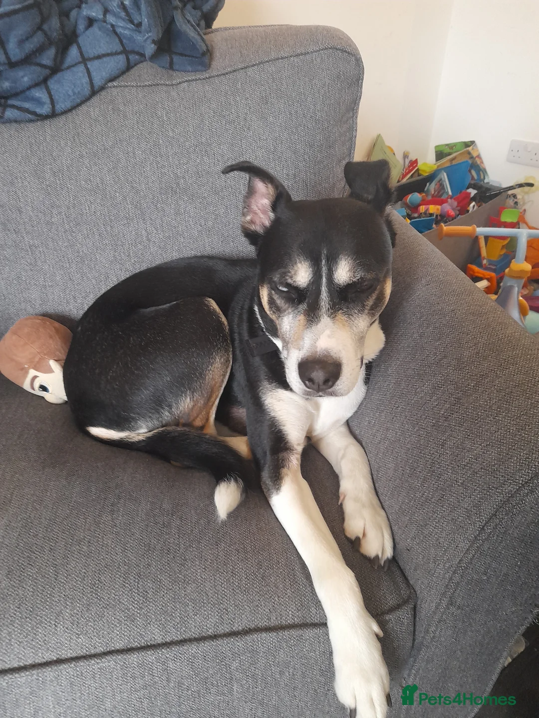 Mixed Breed dogs for sale: Hollie in Pershore - Advert 10