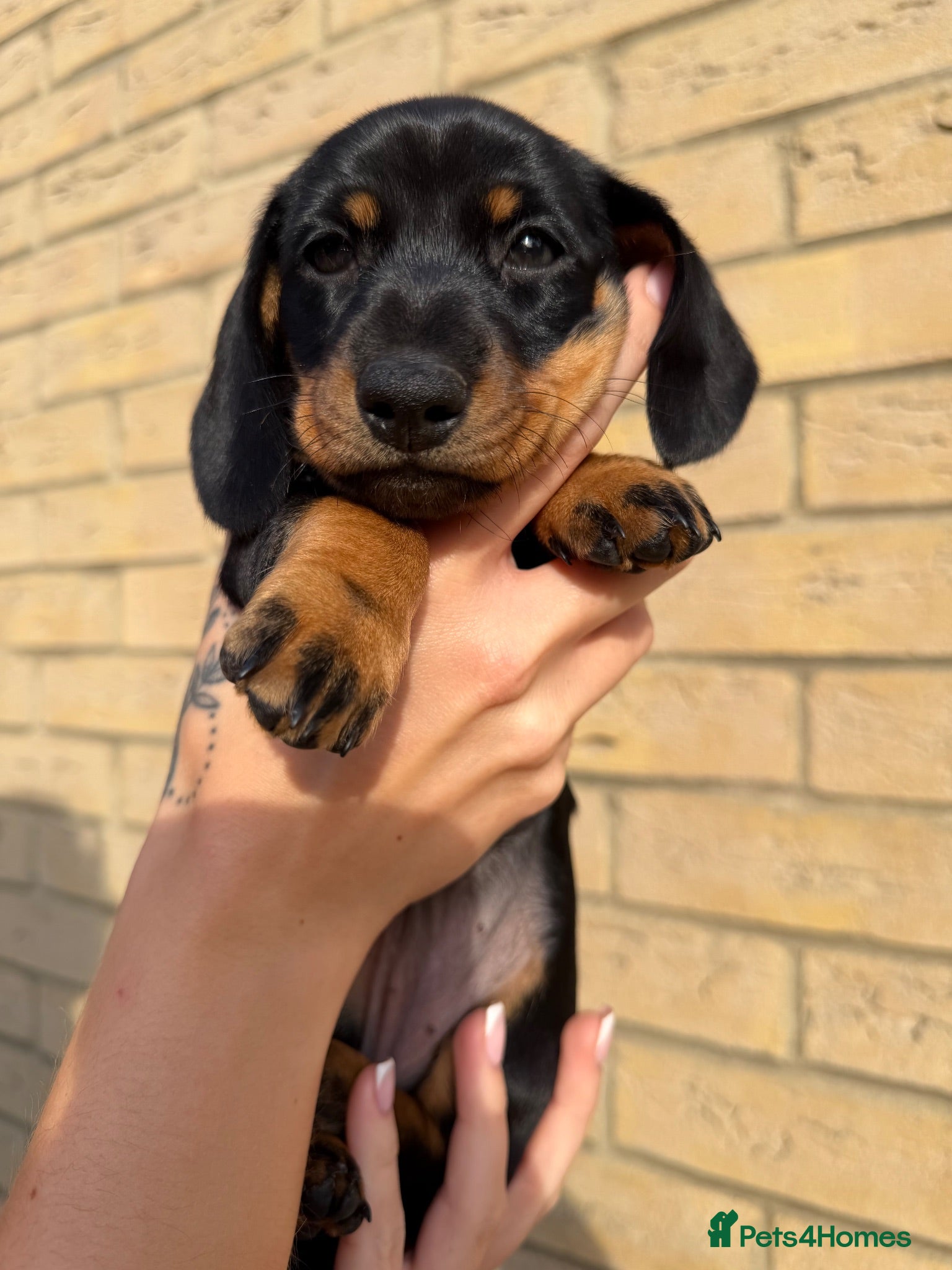 Miniature Dachshund dogs Beautiful Miniature Daschund Puppies  - Advert 5
