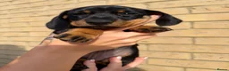 Miniature Dachshund dogs for sale: Beautiful Miniature Daschund Puppies  - Advert 1
