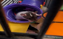 Rat rodents for sale: Adorable Dumbo and Fancy Rats - Image 12