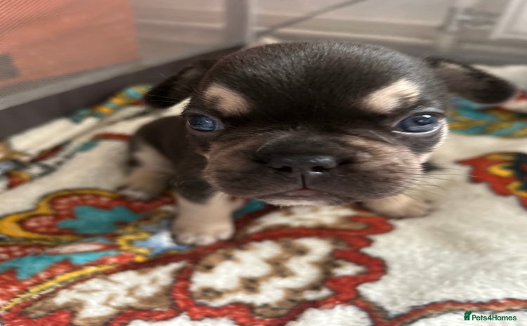 French Bulldog dogs - Advert 10