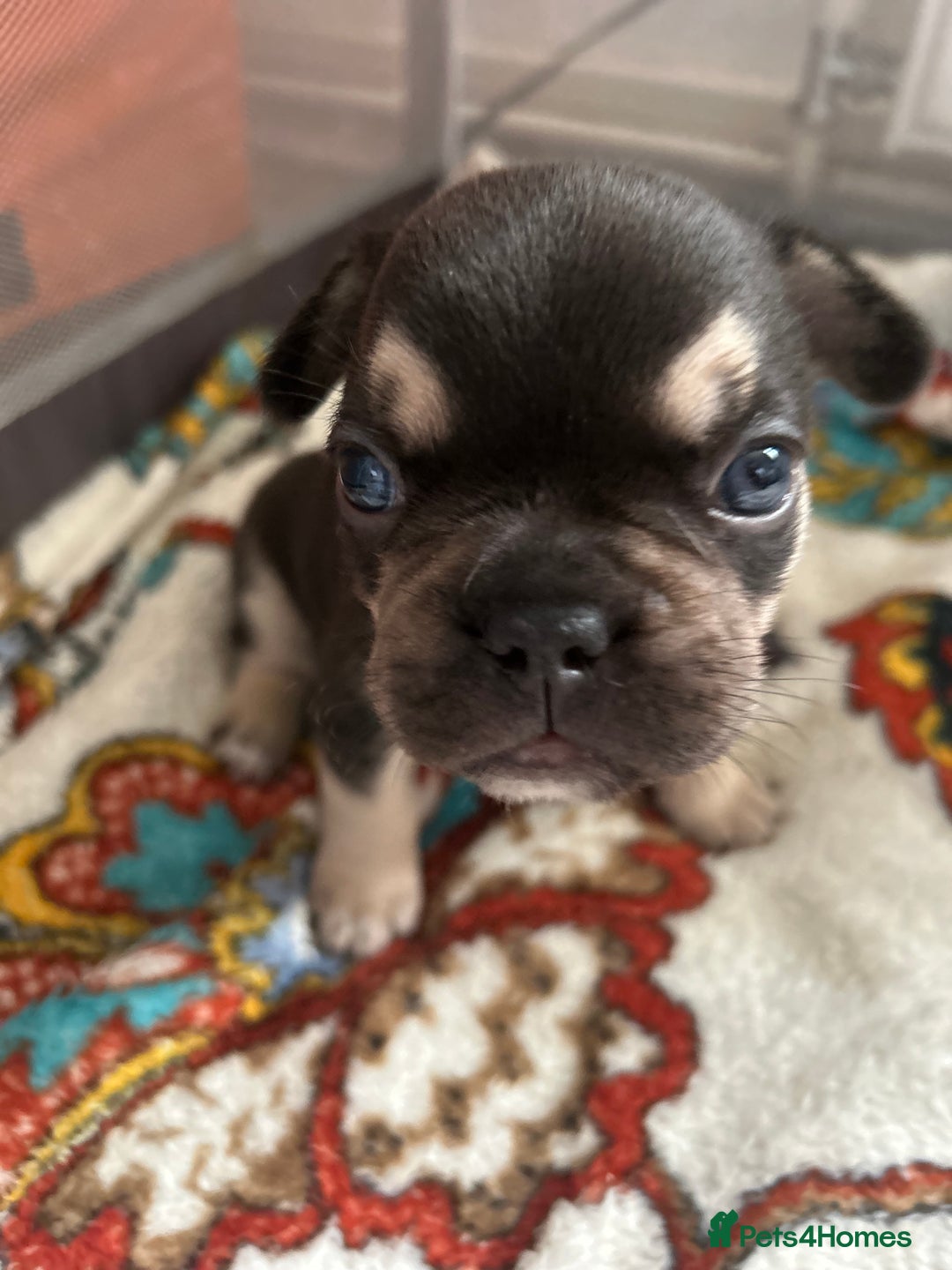 French Bulldog dogs for sale: French bulldog puppies fluffy carriers  - Image 4