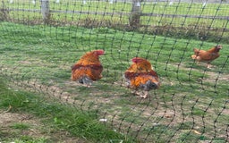 Chickens poultry for sale: Old English x Marran Cockerels  - Image 3