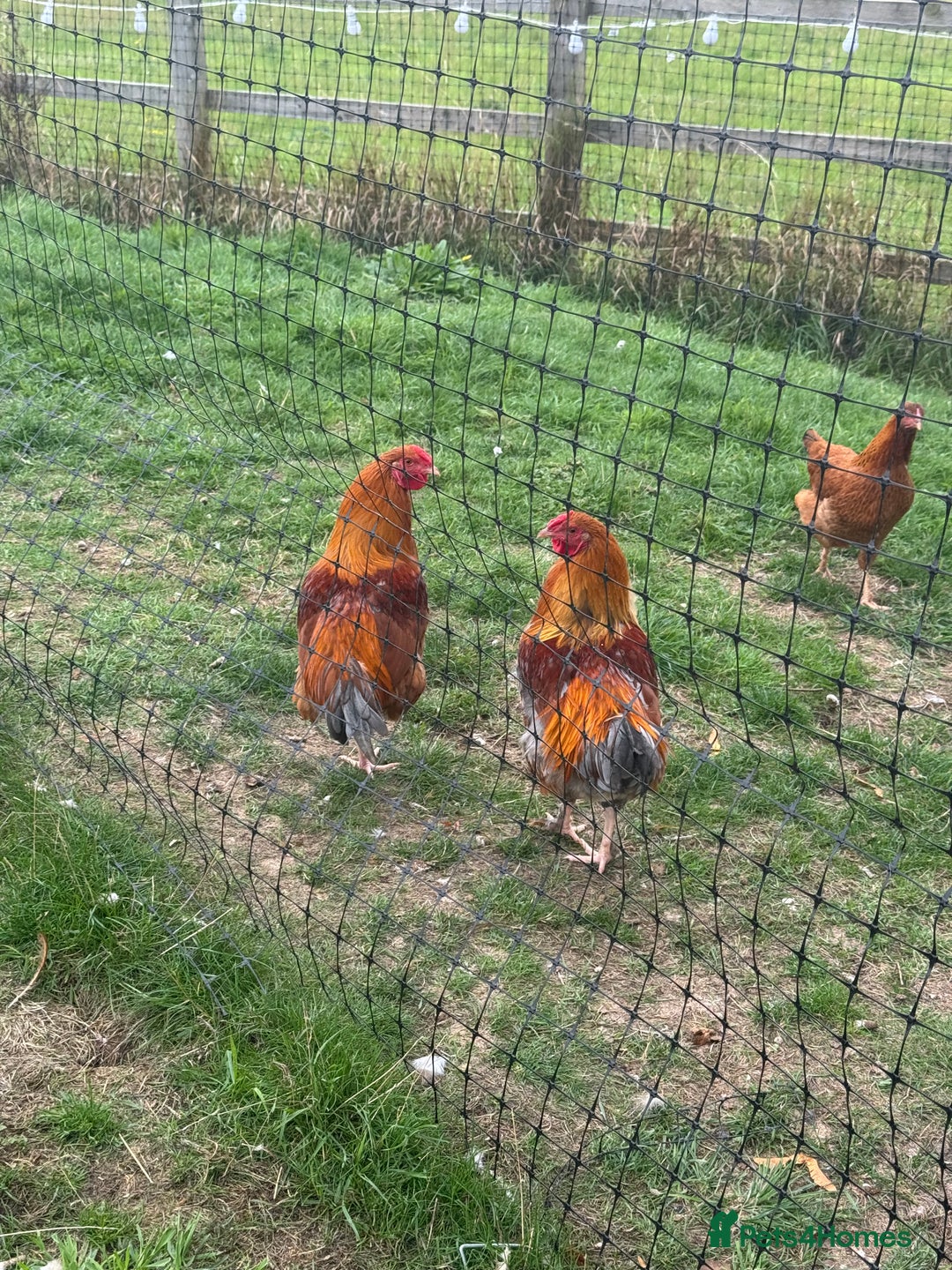 Chickens poultry for sale: Old English x Marran Cockerels  - Image 3