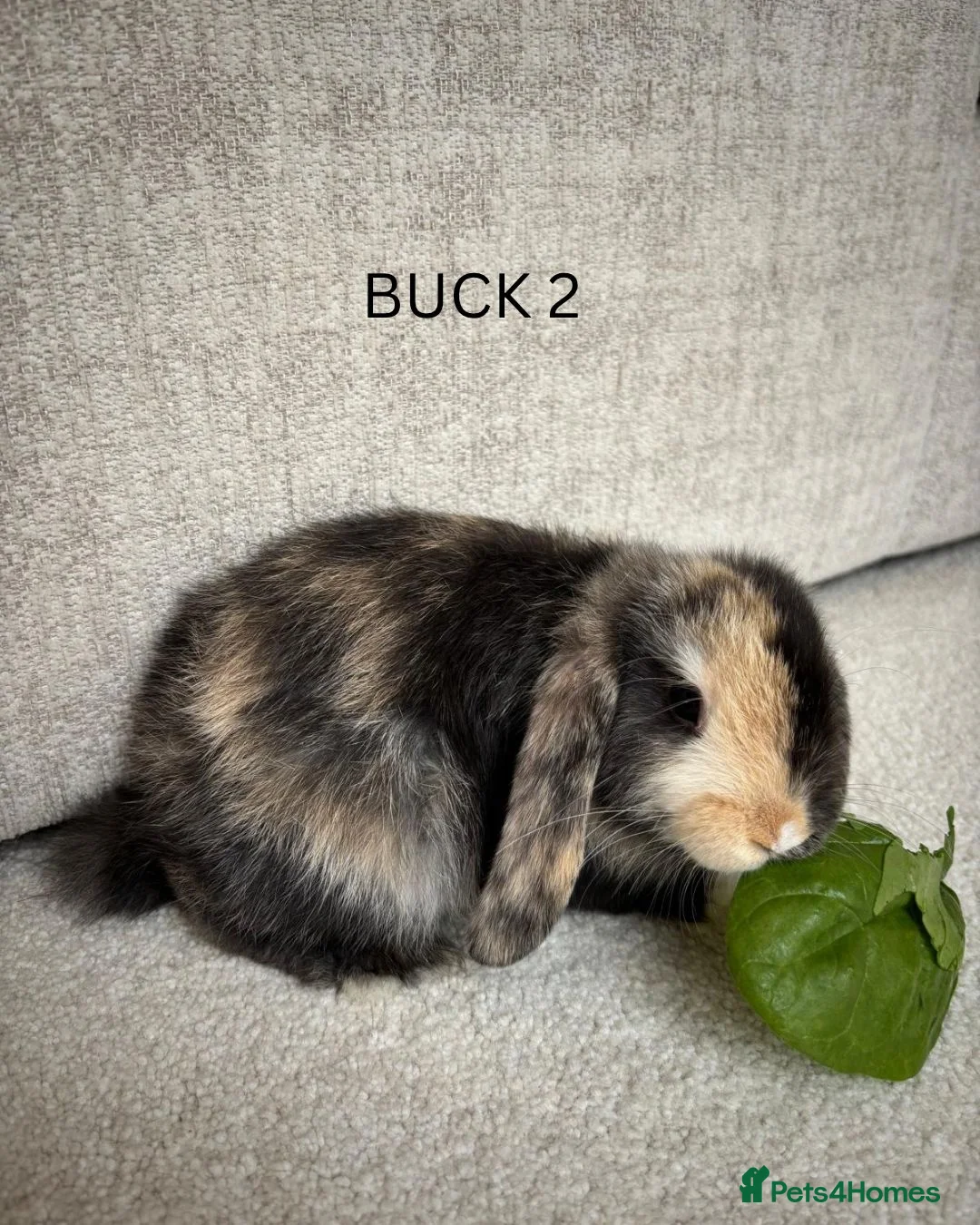 Mini Lop rabbits for sale: Mini lop rabbits for sale  - Advert 1