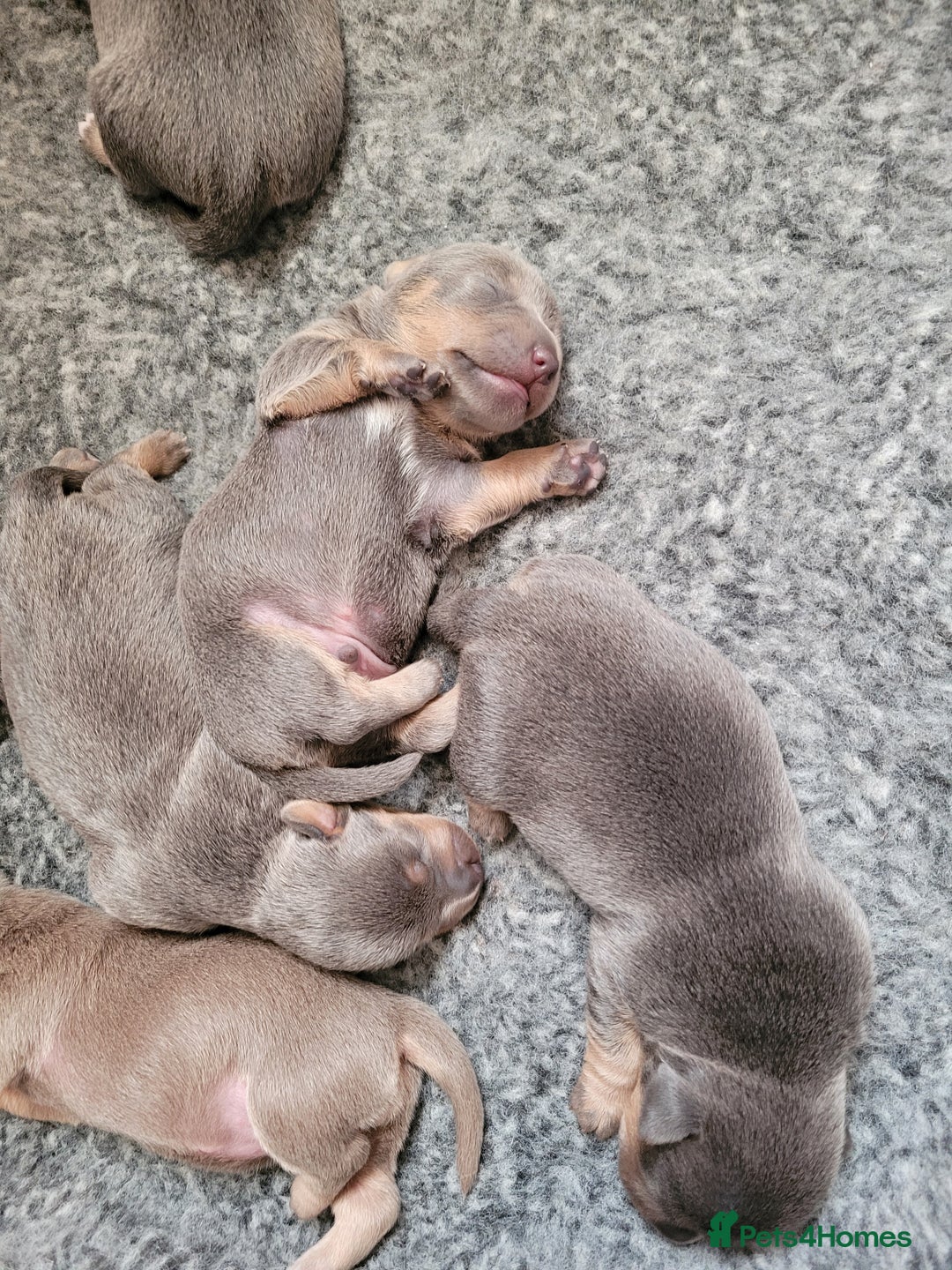 Jack Russell dogs for sale: Beautiful Lilac/ blue jack russell puppies - Advert 7