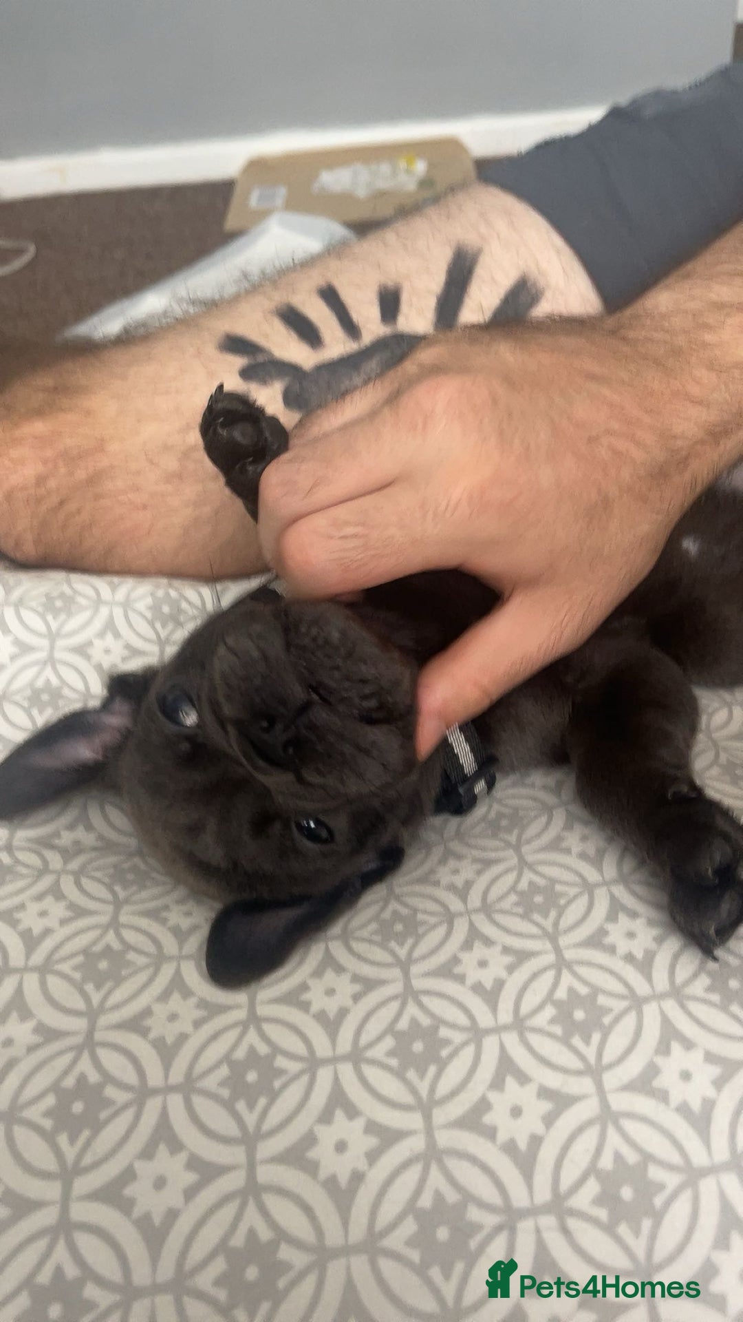 Mixed Breed dogs for sale: 10 week old pug/English bulldog  - Image 1