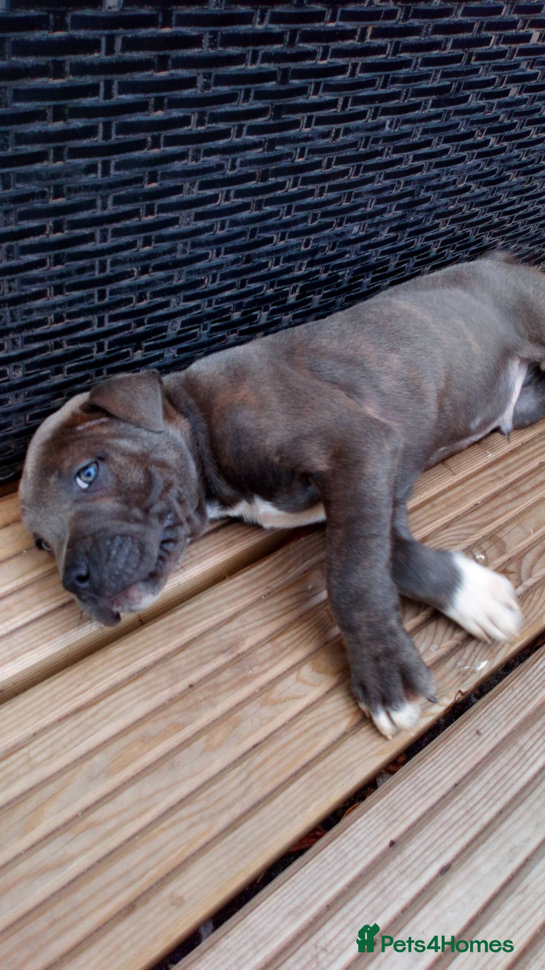 Staffordshire Bull Terrier dogs for sale: Gorgeous staffy pups  - Image 5