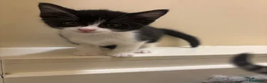 Tuxedo