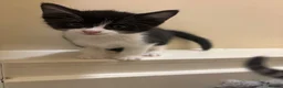Mixed Breed cats for sale: 5 cute kittens - MALE AND FEMALE - Advert 7