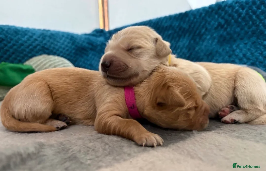 Golden Retriever dogs for sale: **Adorable Golden Retriever Pups✨ in Birmingham - Advert 5